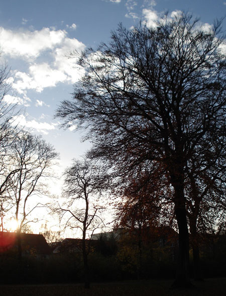 A park near my work