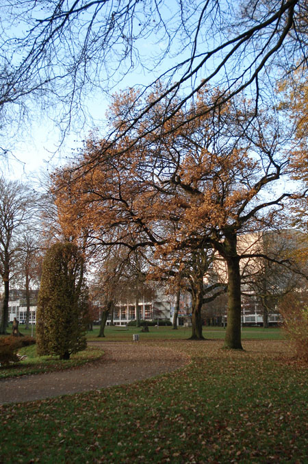 A park near my work