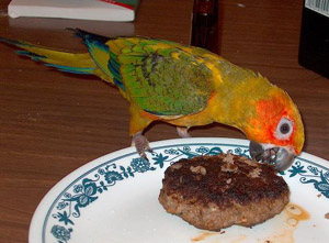 This beef don't bear the mark of the excellent Tupperware beef presser. Notice how uneven the edges is, and it probably taste bad too. Only a stupid bird would eat it.