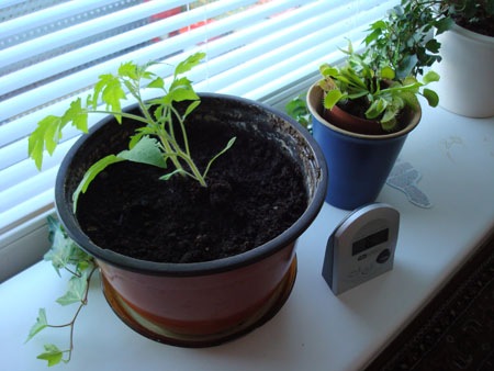 Tomatoe plant