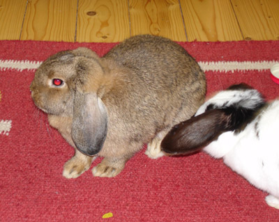 The new rabbit (grey) and the older. Notice the glare of evil in the new pee and shit machine we acquired.